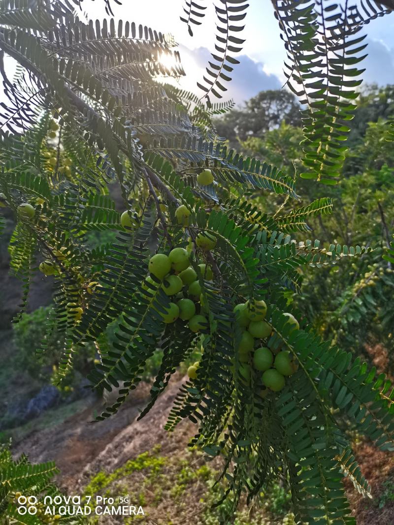 新鲜油甘果，橄榄，余甘子，