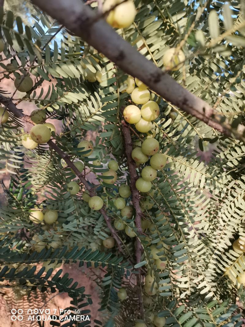 新鲜油甘果，橄榄，余甘子，