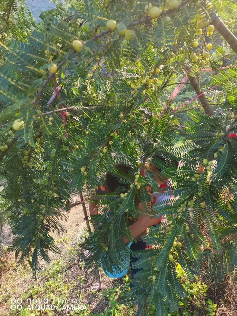 新鲜油甘果，橄榄，余甘子，