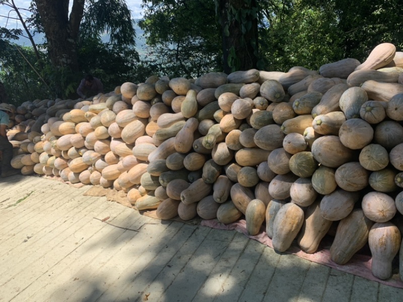 云南高山南瓜蜜本南瓜产地发货一件代发欢迎咨询