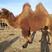 【骆驼】牧区放养骆驼【对驼、肉驼、二岁子骆驼】品种齐全