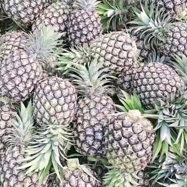 景洪市菠萝，金钻凤梨