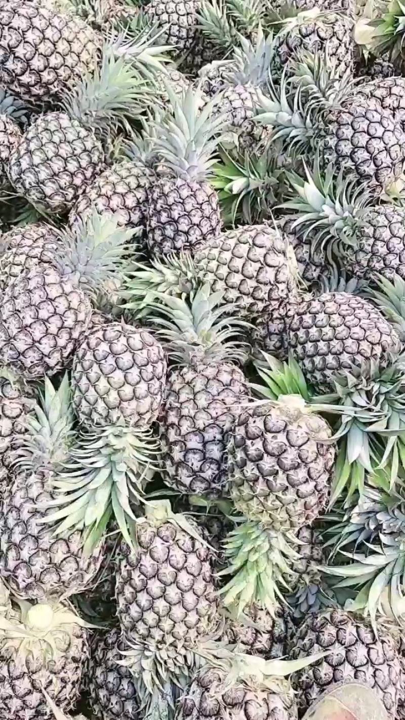 景洪市菠萝，金钻凤梨