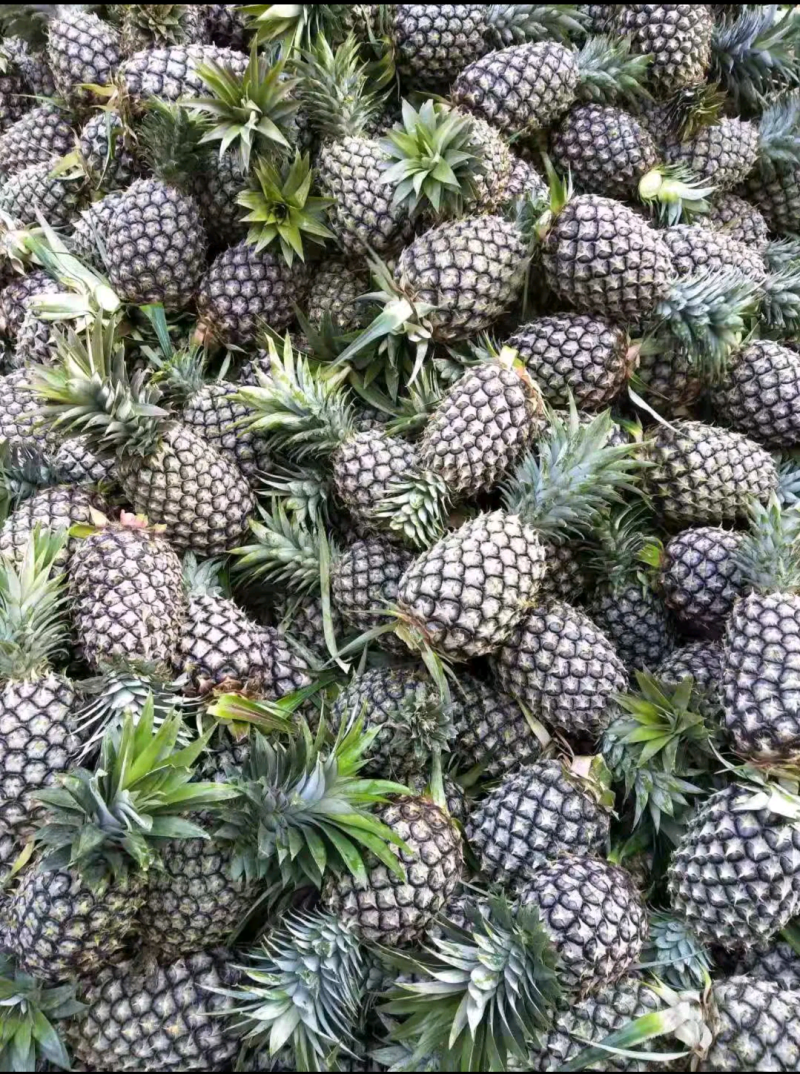 景洪市菠萝，金钻凤梨