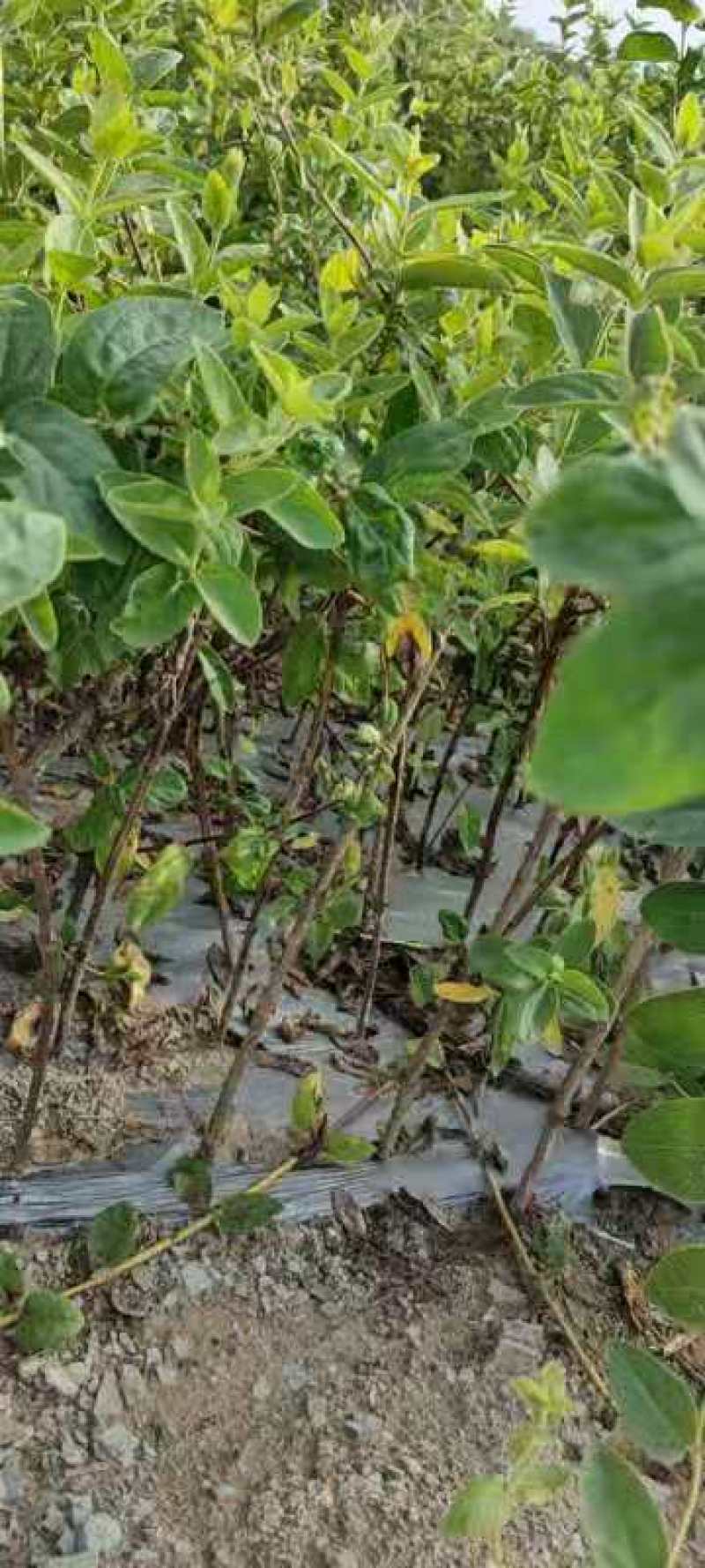 基地直供致富帮手金银花苗三包服务夏季种植