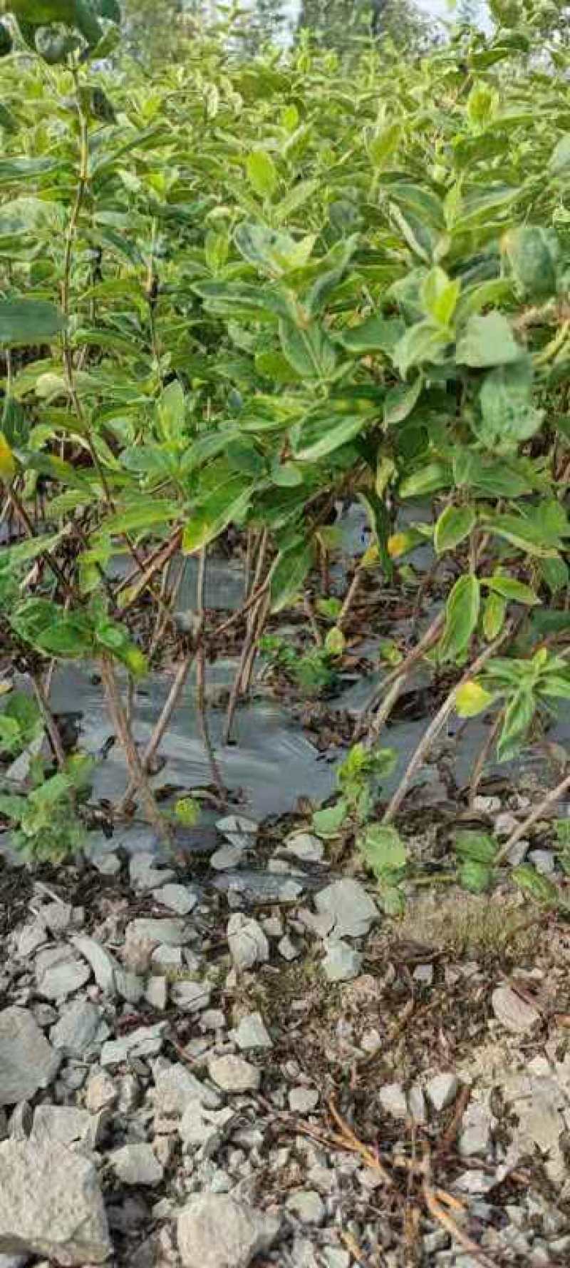 基地直供致富帮手金银花苗三包服务夏季种植