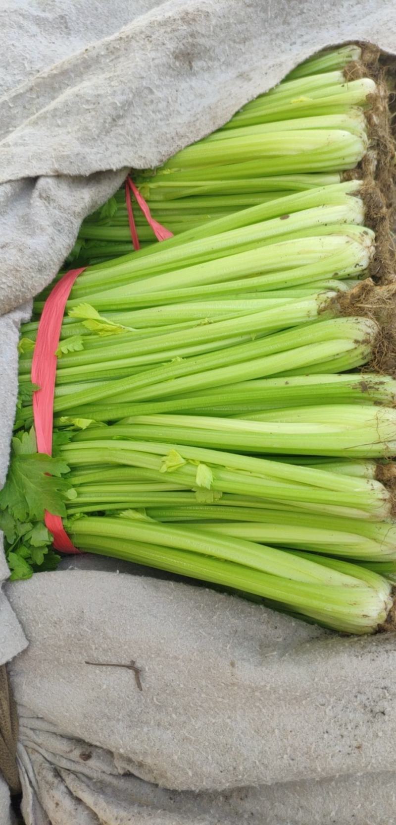 精品芹菜上市了，粗棵细棵都有，量大欢迎朋友们来电咨询！