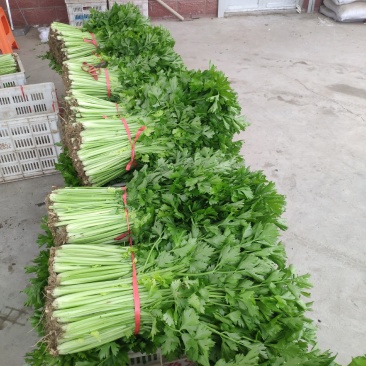 精品芹菜上市了，粗棵细棵都有，量大欢迎朋友们来电咨询！