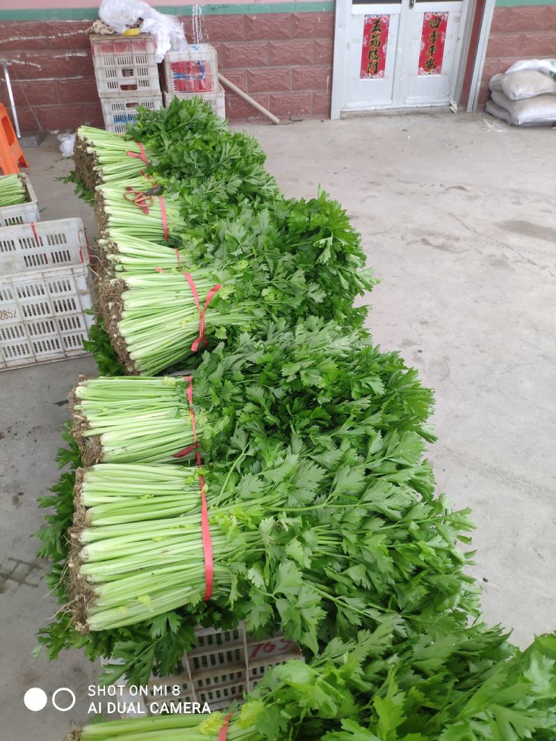精品芹菜上市了，粗棵细棵都有，量大欢迎朋友们来电咨询！