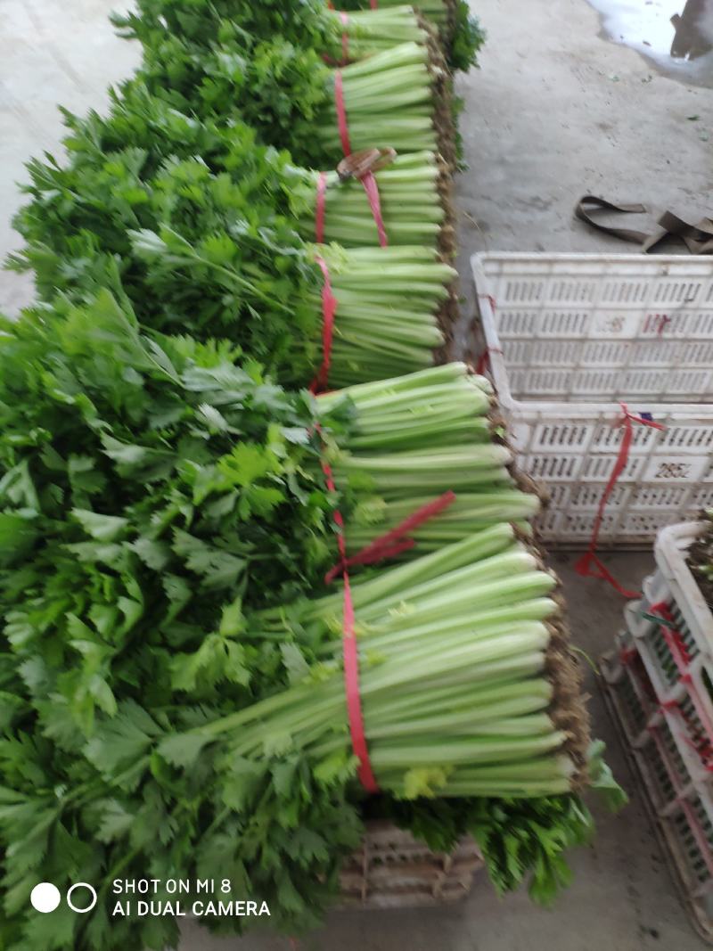 精品芹菜上市了，粗棵细棵都有，量大欢迎朋友们来电咨询！