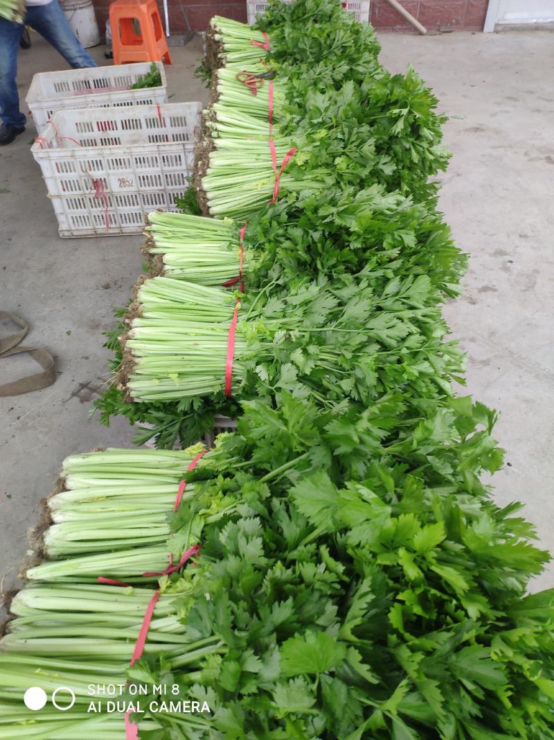 精品芹菜上市了，粗棵细棵都有，量大欢迎朋友们来电咨询！