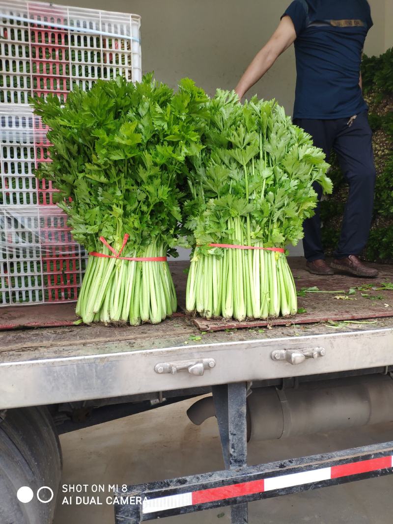 精品芹菜上市了，粗棵细棵都有，量大欢迎朋友们来电咨询！