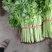精品芹菜上市了，粗棵细棵都有，量大欢迎朋友们来电咨询！