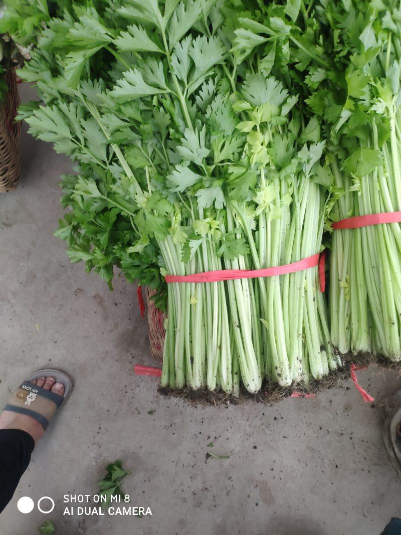 精品芹菜上市了，粗棵细棵都有，量大欢迎朋友们来电咨询！
