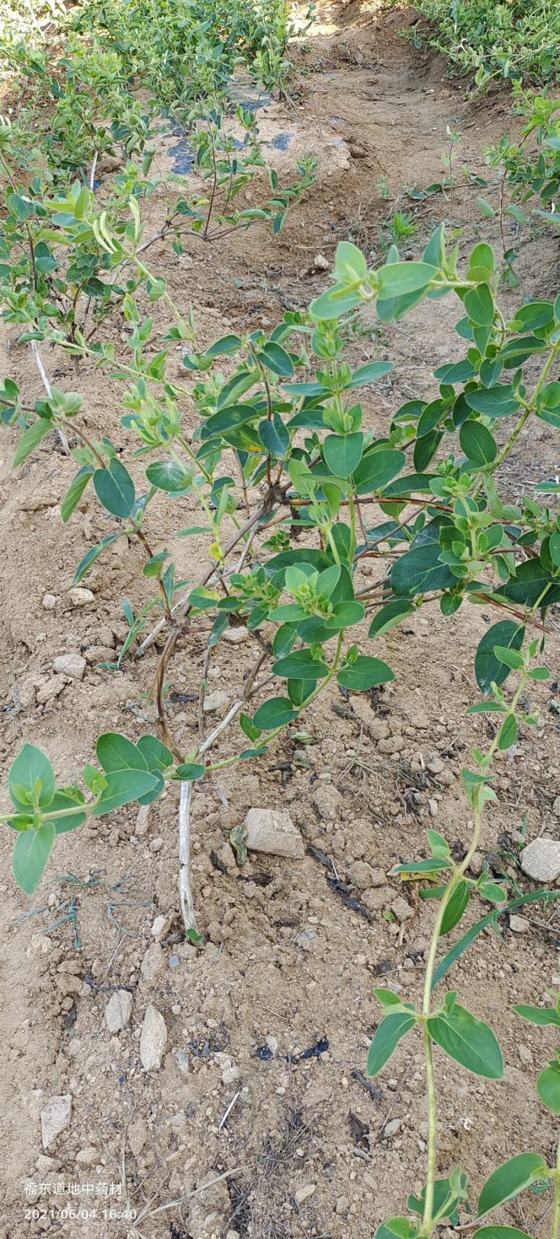 基地直供致富帮手金银花苗三包服务夏季种植