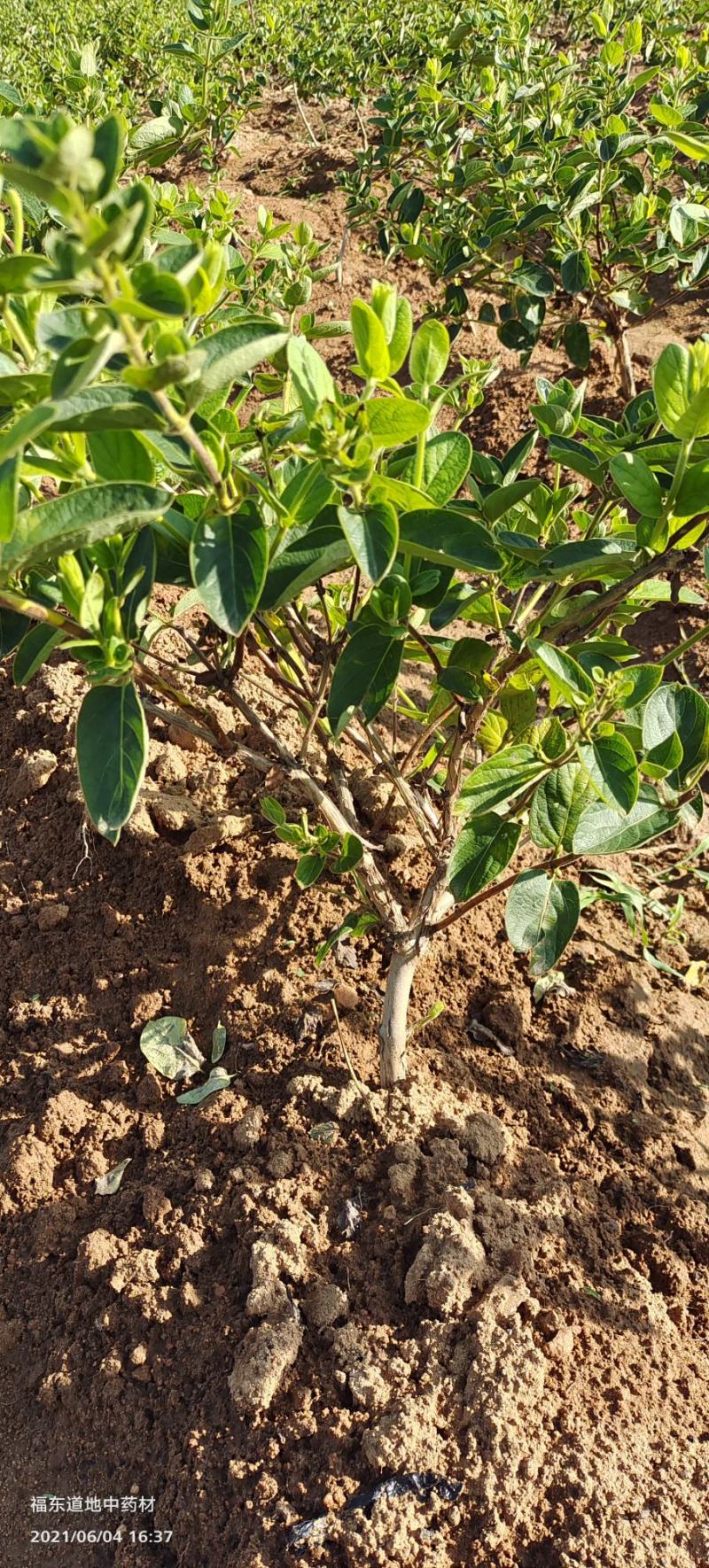 基地直供致富帮手金银花苗三包服务夏季种植