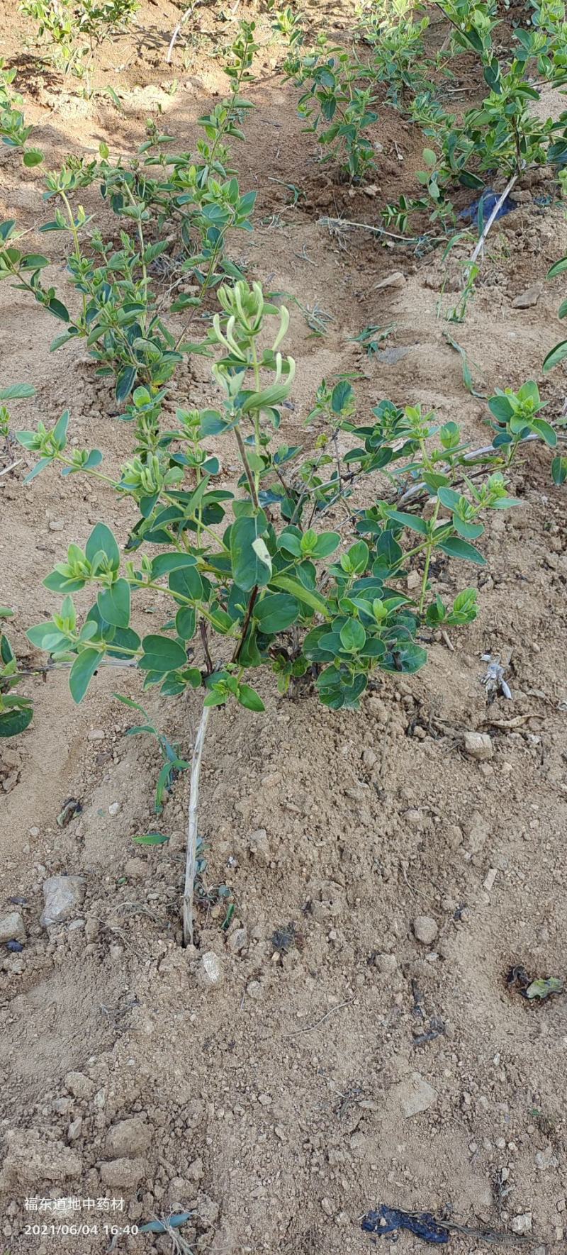 基地直供致富帮手金银花苗三包服务夏季种植