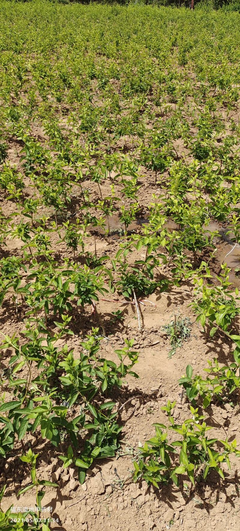 基地直供致富帮手金银花苗三包服务夏季种植