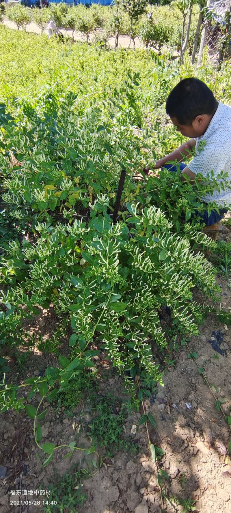 基地直供致富帮手金银花苗三包服务夏季种植