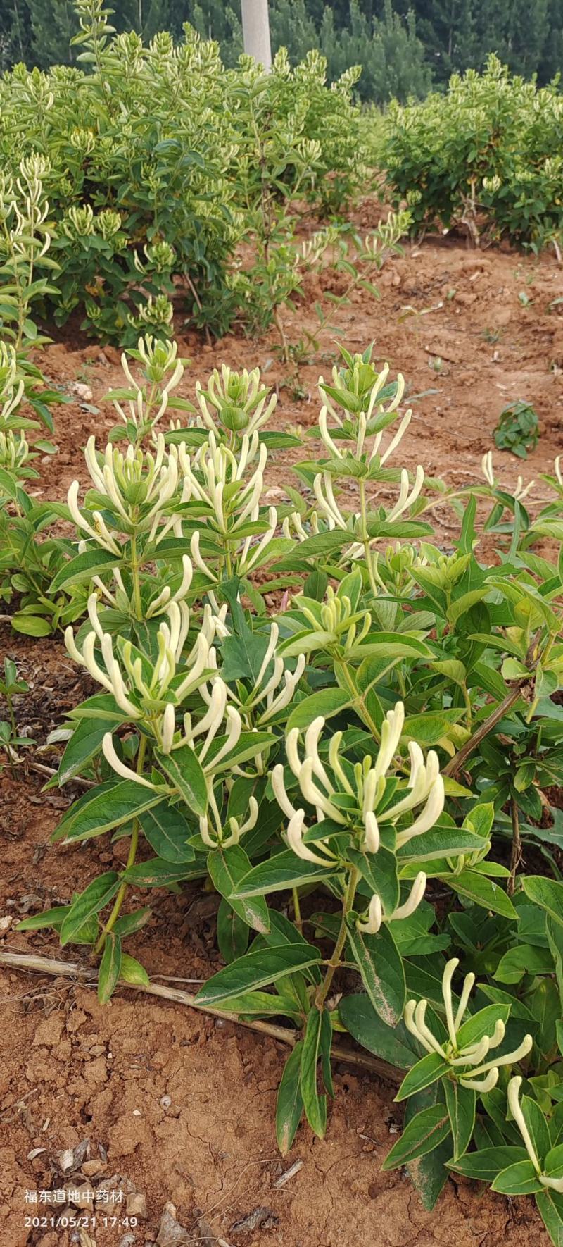 基地直供致富帮手金银花苗三包服务夏季种植