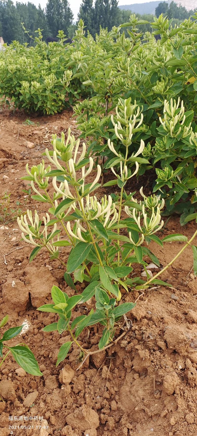 基地直供致富帮手金银花苗三包服务夏季种植