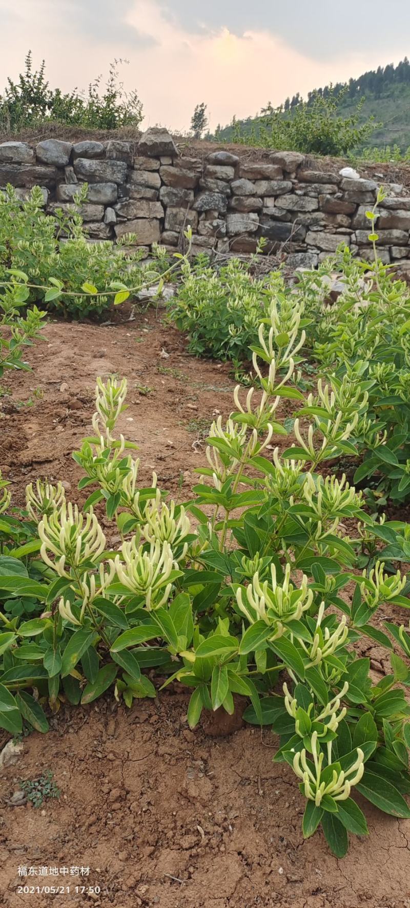 基地直供致富帮手金银花苗三包服务夏季种植