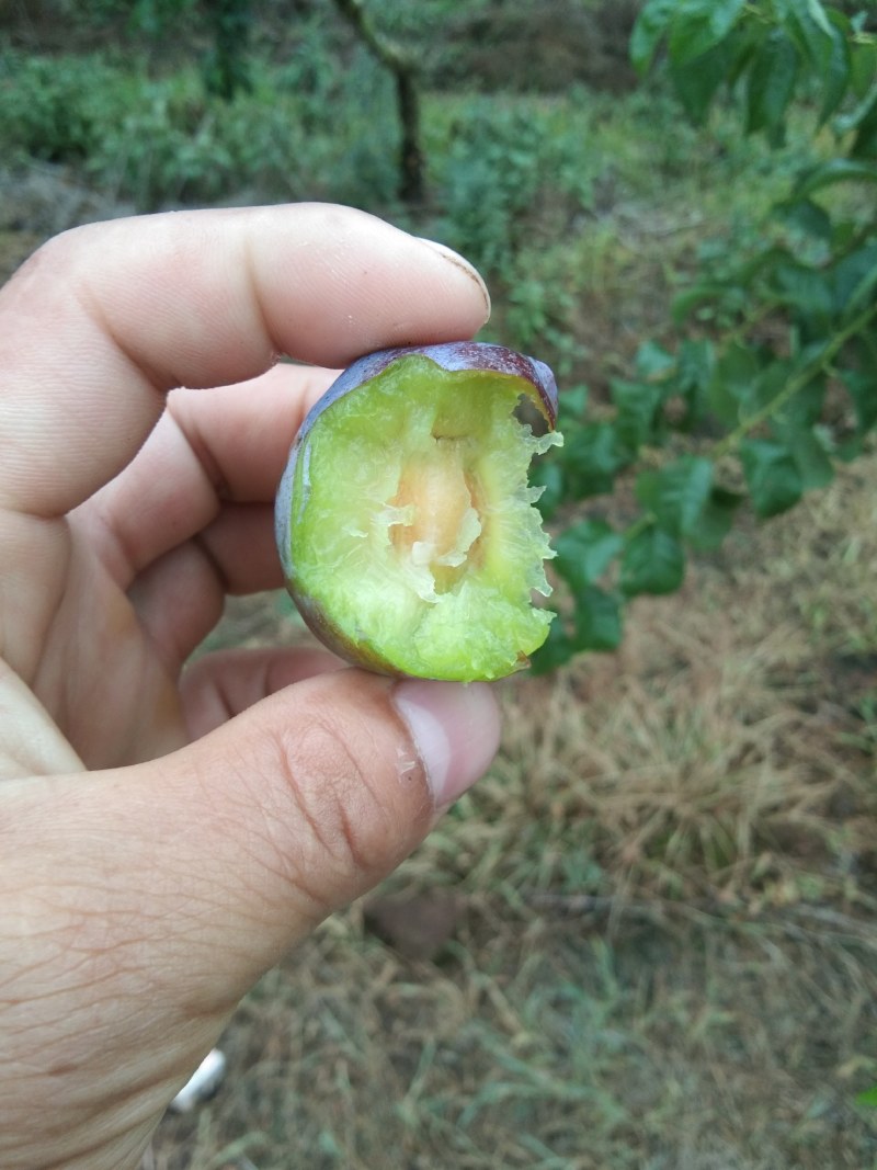 好吃的澳洲红李子熟了
