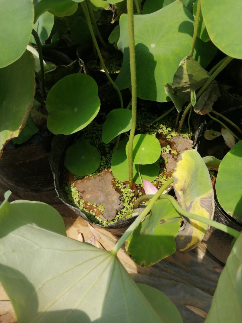 荷花盆栽精品荷花开花好看品质高现货直发