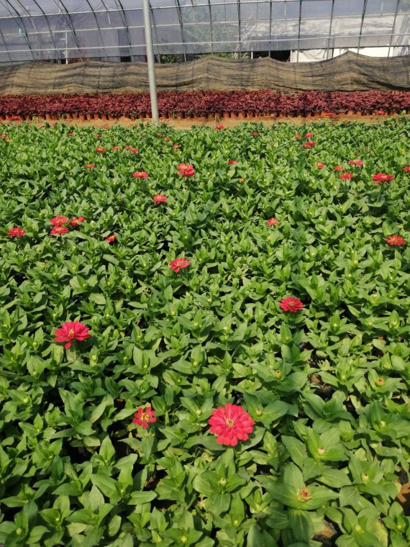 高品质百日草红黄两种颜色花期长易成活观赏价值高