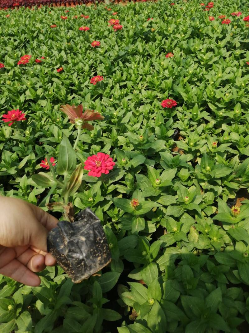 高品质百日草红黄两种颜色花期长易成活观赏价值高