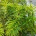 千层塔货源充足，新鲜货，干货，什么都有，需要老板联系，