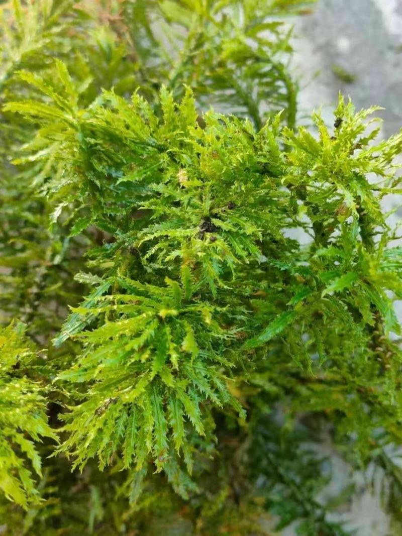 千层塔货源充足，新鲜货，干货，什么都有，需要老板联系，