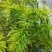 千层塔货源充足，新鲜货，干货，什么都有，需要老板联系，