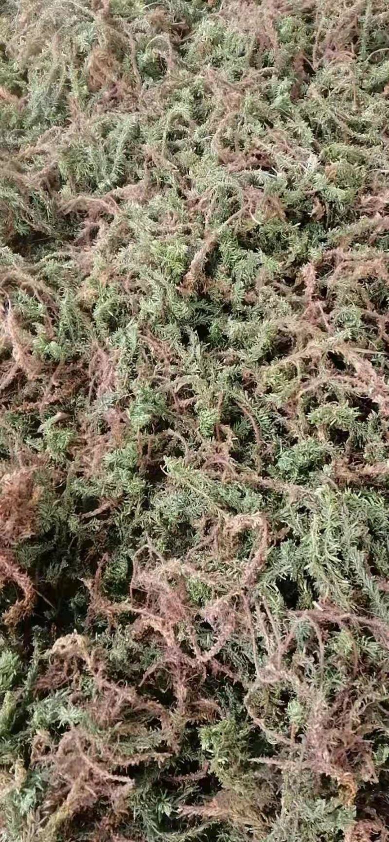 千层塔货源充足，新鲜货，干货，什么都有，需要老板联系，