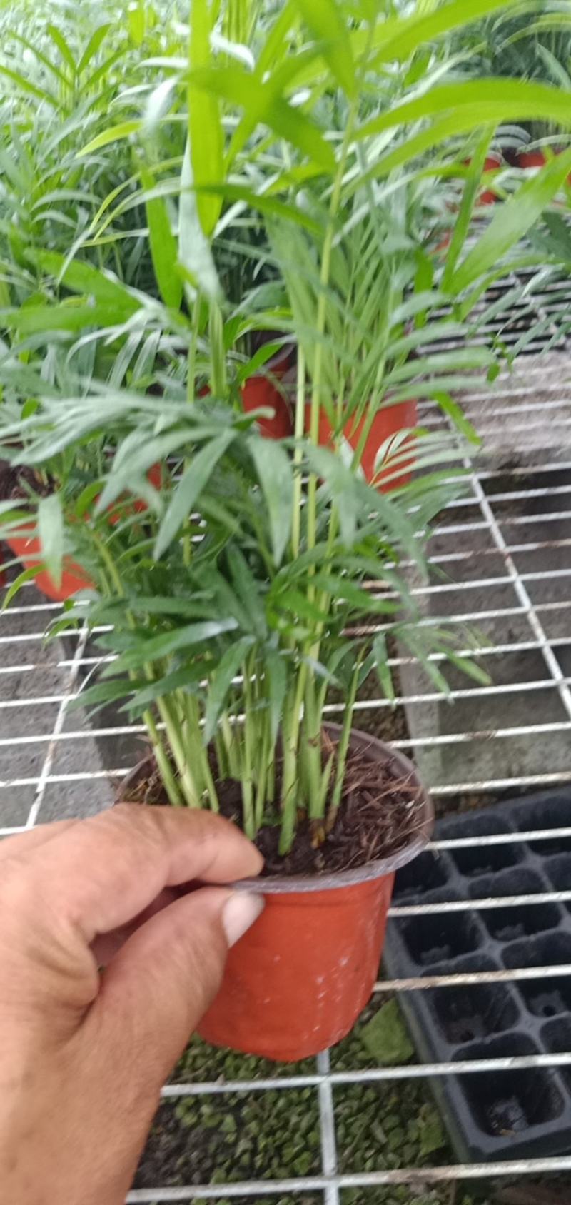 小型椰子树矮生椰子树室内绿植高成活率现货直发