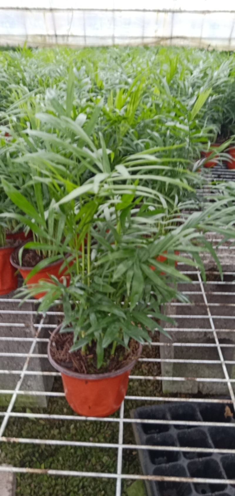 小型椰子树矮生椰子树室内绿植高成活率现货直发