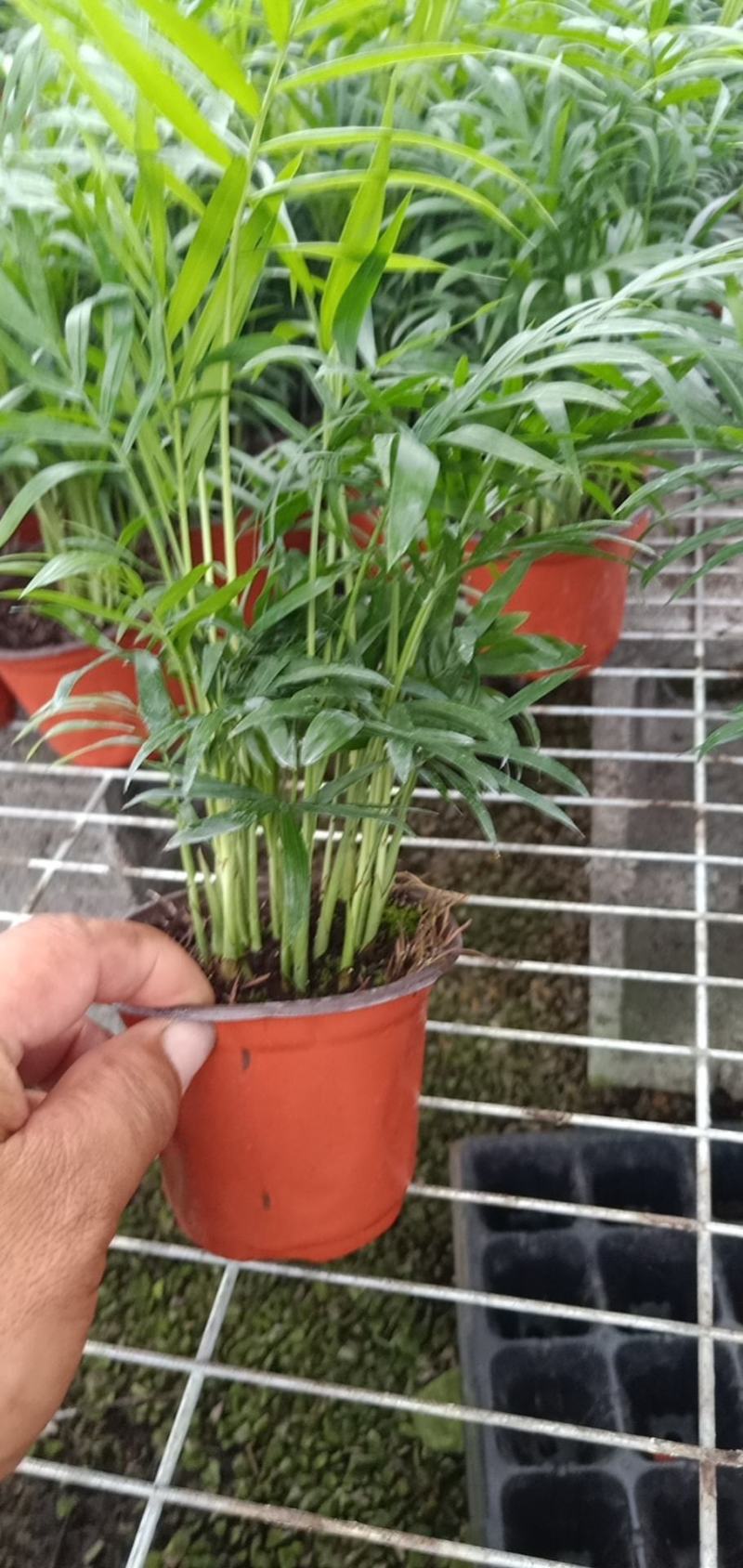 小型椰子树矮生椰子树室内绿植高成活率现货直发