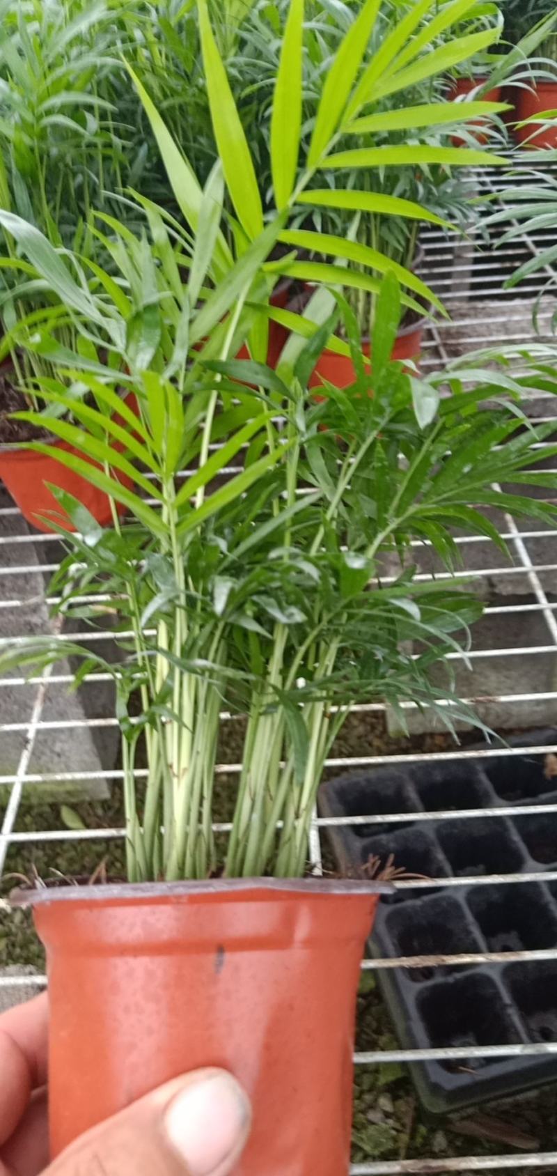 小型椰子树矮生椰子树室内绿植高成活率现货直发