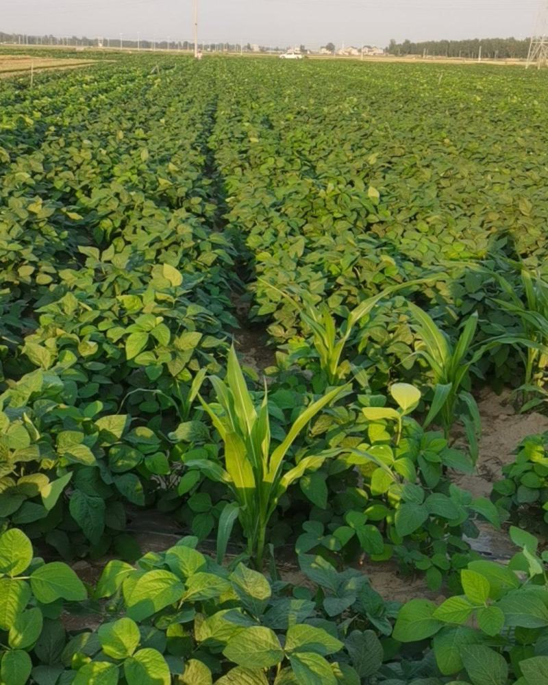 金夏农业种植毛豆75-3，7月中旬收获，欢迎参观订购！