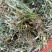2023新天青地白草，翻白草，小火草野生一手货源欢迎订购