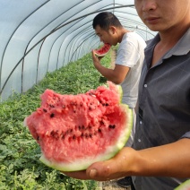 个人种植灌云东王集二茬瓜大量供应欢迎咨询