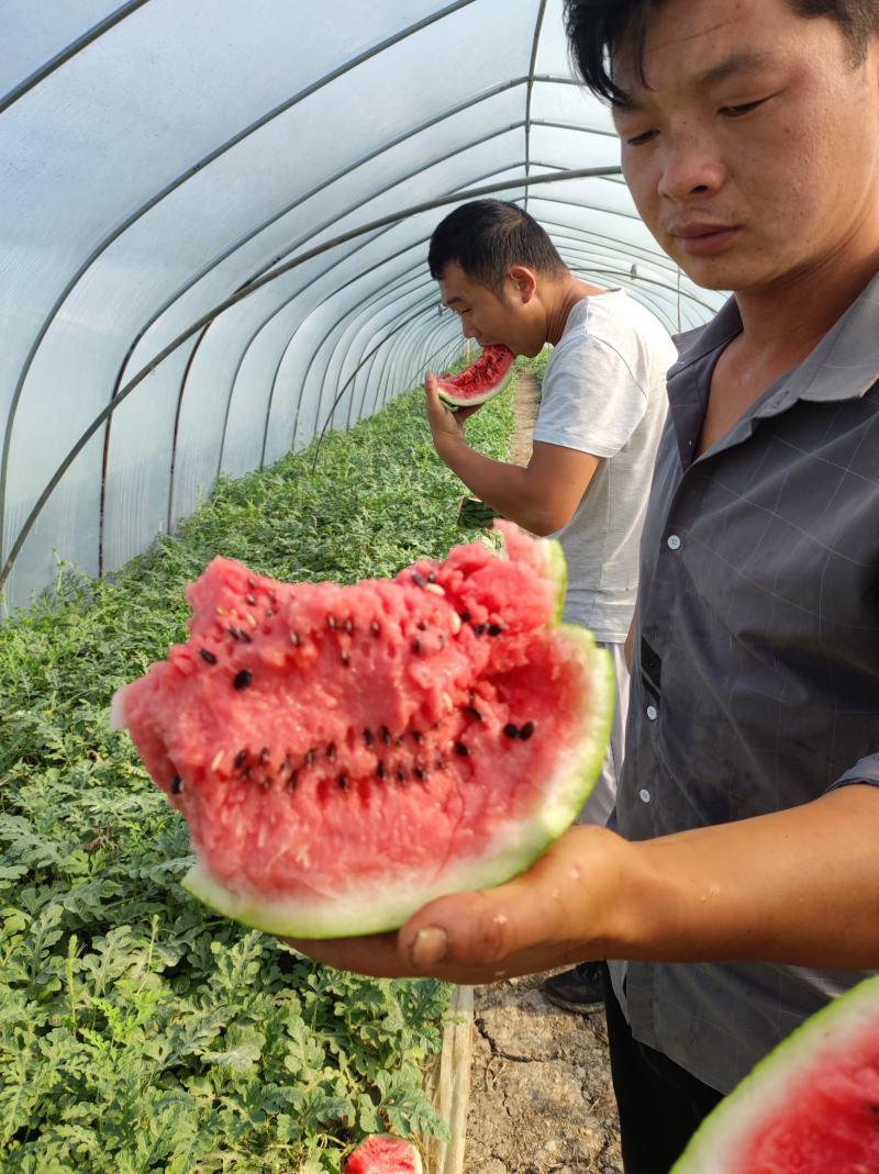 个人种植灌云东王集二茬瓜大量供应欢迎咨询