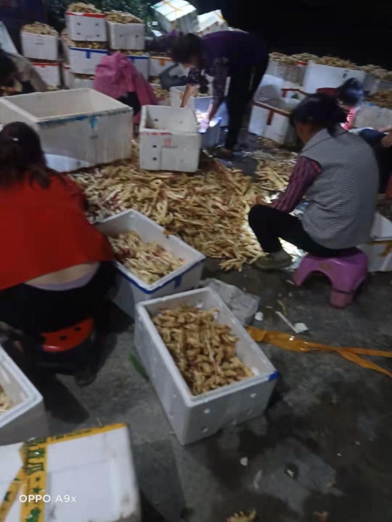精品子姜姜牙漂亮泥姜洗姜价格美丽一手货源欢迎老板下单联我