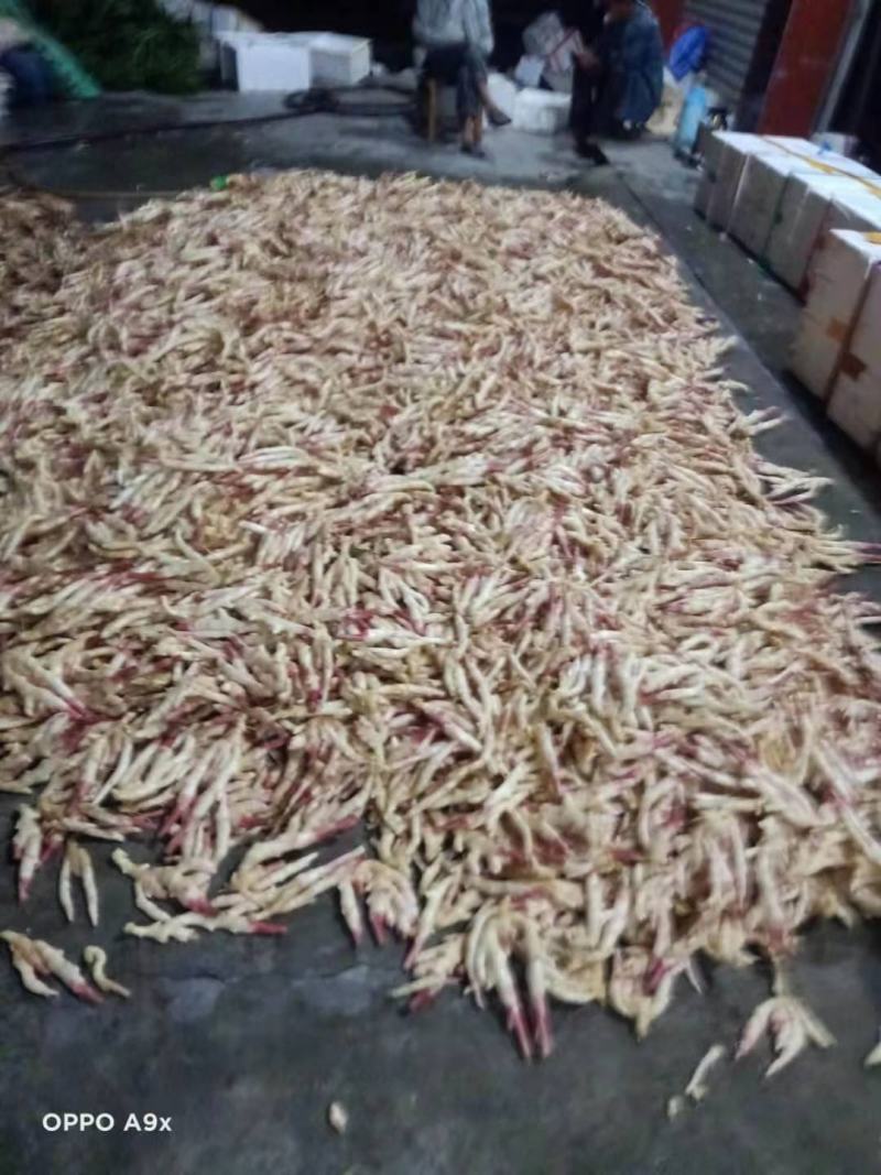 精品子姜姜牙漂亮泥姜洗姜价格美丽一手货源欢迎老板下单联我