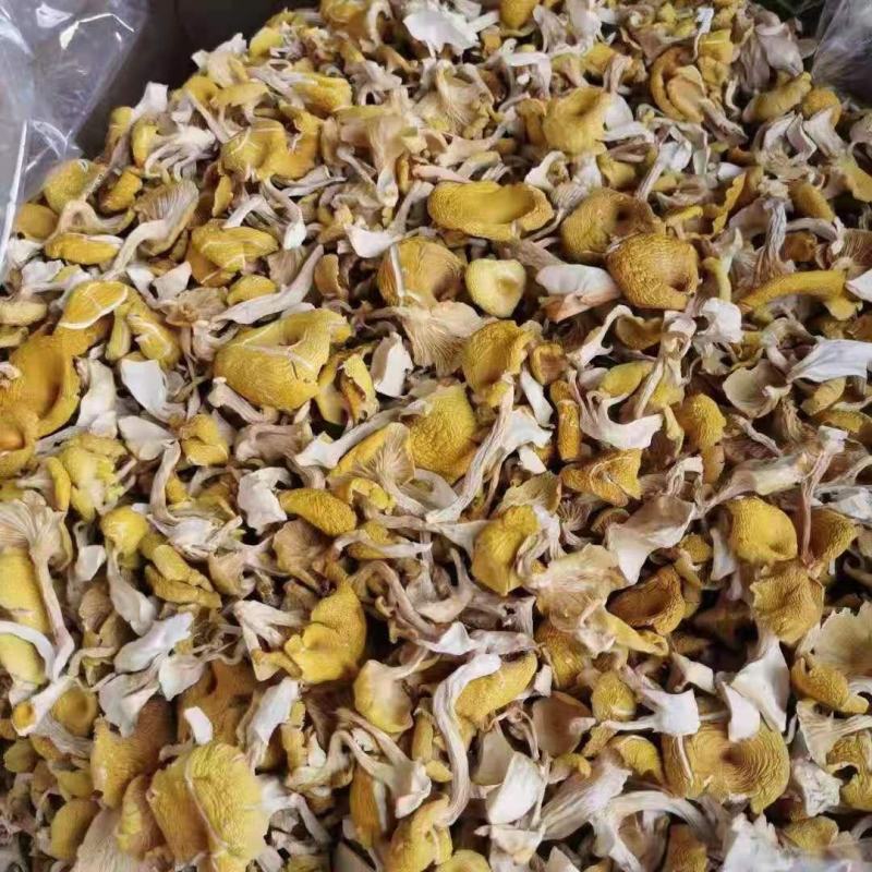 产地直供榆黄蘑（黄金菇鸡油菌）烘干货