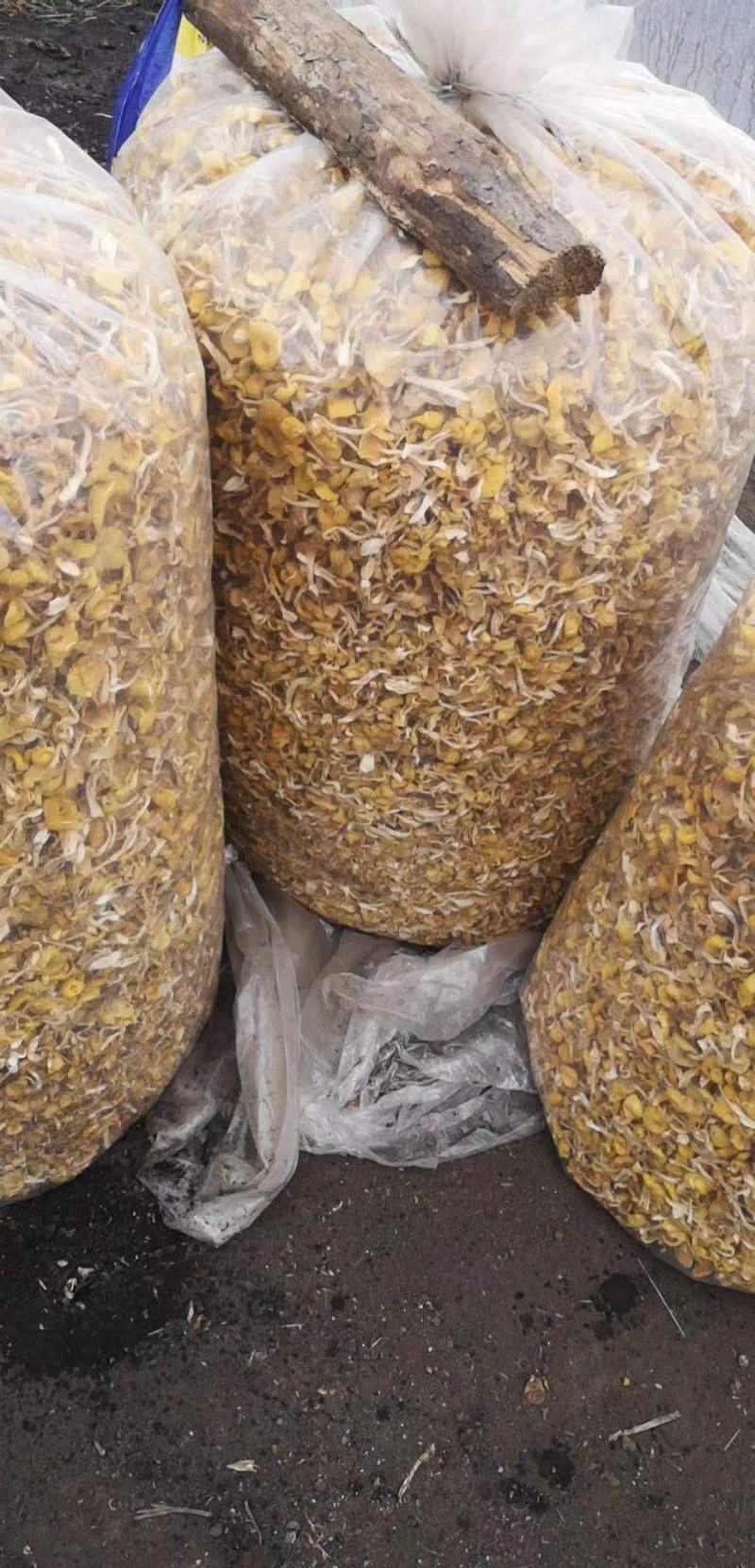 产地直供榆黄蘑（黄金菇鸡油菌）烘干货