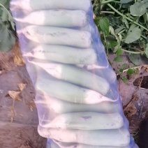 水果萝卜