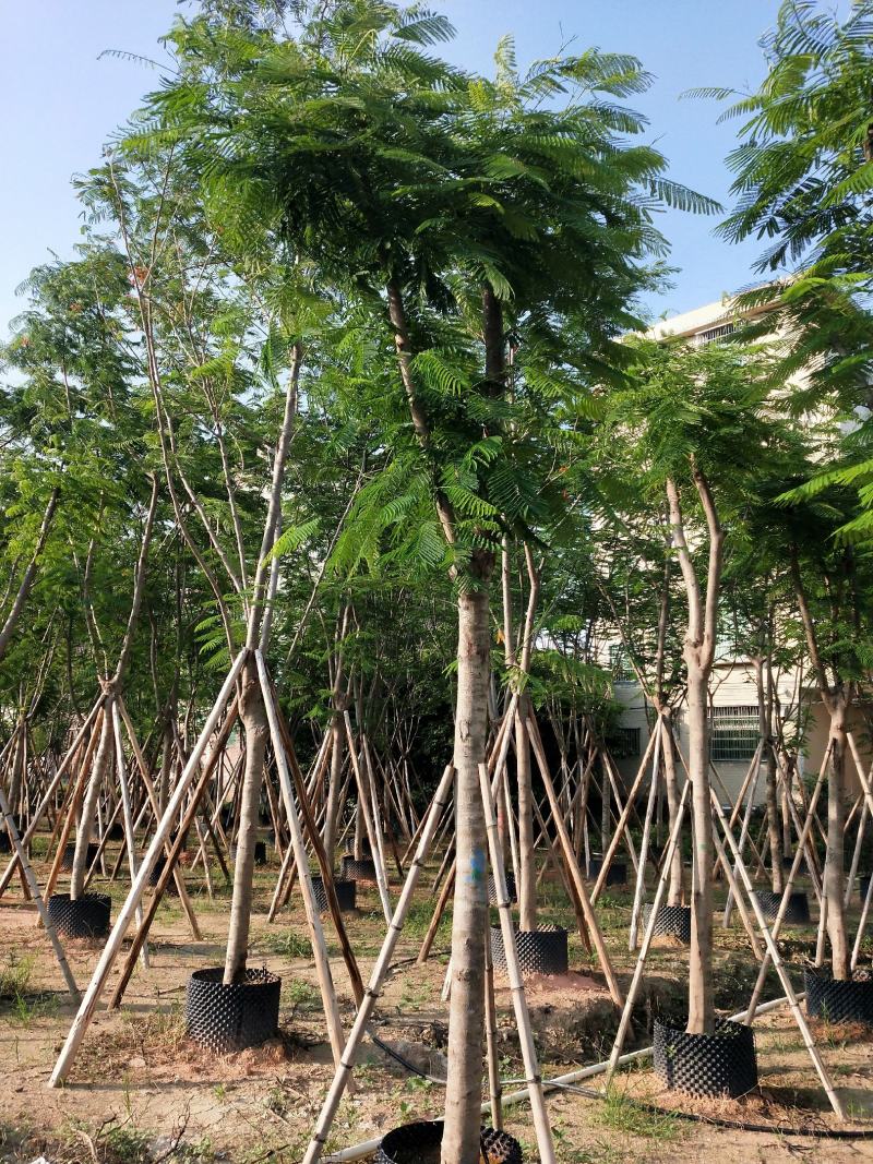 凤凰木