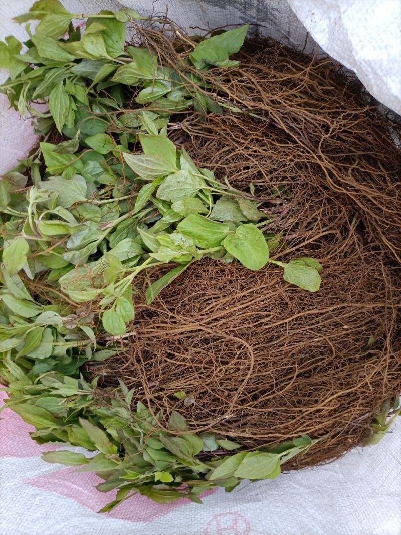 威灵仙苗威灵仙苗种苗一年二年苗都有苗圃直发提供技术