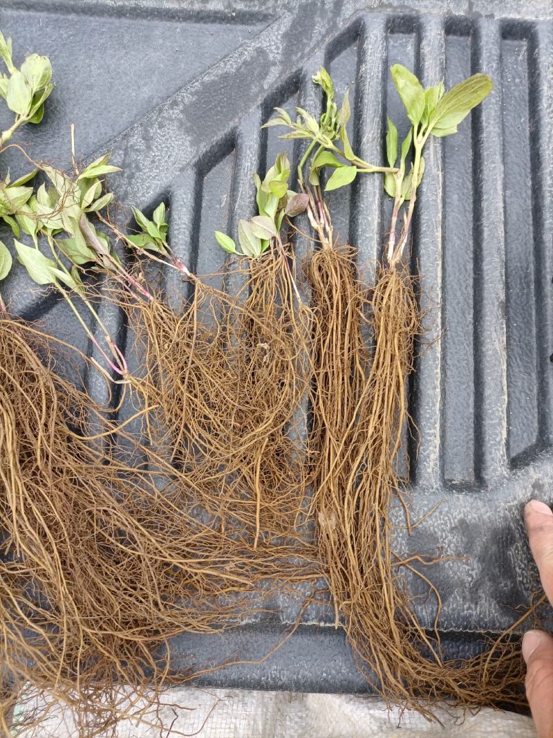 威灵仙苗威灵仙苗种苗一年二年苗都有苗圃直发提供技术